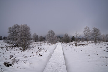 Obraz premium Wintertime in High Fens, Eifel, Belgium