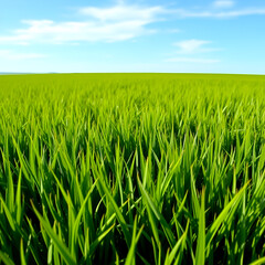 Obraz premium green wheat field