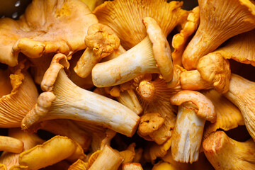 Macro shot of fresh Chanterelle mushrooms close up. Food photography