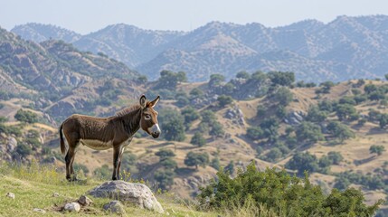 Fototapeta premium A solitary donkey stands on a rock in a serene mountainous landscape under clear skies