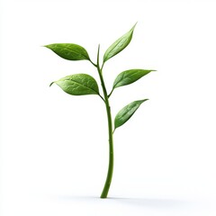 Fresh Green Leaves on a Thin Stem Against a White Background
