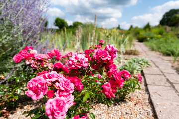 pink flowers in the garden