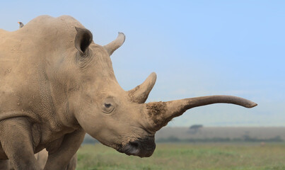 closeup portrait of southern white rhino with long horn and a yellow billed oxpecker on its back in the wild plains of solio game reserve, kenya