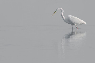 The great egret , also known as the common egret, large egret, or great white egret or great white heron. Scientific name: Ardea alba. Natural Habitat, Casmerodius albus 