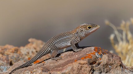 Fototapeta premium A lizard perched on a rock in a natural setting, showcasing its intricate patterns and colors