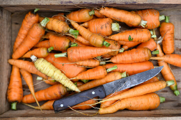 Fresh young organic carrots with knife in wooden box close up. Food photography