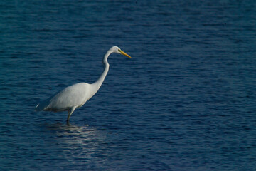 The great egret , also known as the common egret, large egret, or great white egret or great white heron. Scientific name: Ardea alba. Natural Habitat, Casmerodius albus 