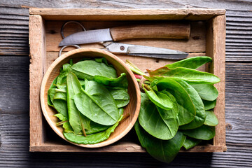 Fresh sorrel leaves in wooden box with knife and scissors close up. Food photography