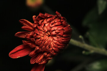 chrysanthemum morifolium red flower macro
