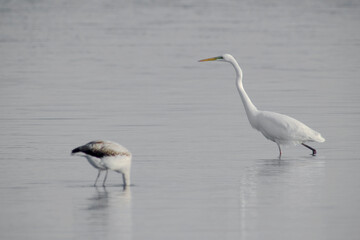 The great egret , also known as the common egret, large egret, or great white egret or great white heron. Scientific name: Ardea alba. Natural Habitat, Casmerodius albus 