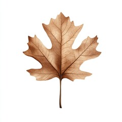 Vintage oak leaf illustration, intricate botanical design, sepia hues, delicate details, isolated on a clean white backdrop