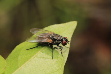 macro photo of housefly facing back	