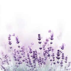 Naklejka premium Lavender Serenity, a tranquil field of blooming lavender in soft hues, evoking calmness and peace against a pure white backdrop.