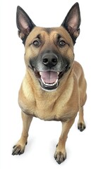 Obraz premium Happy dog smiling on white background, perfect for pet adoption campaigns