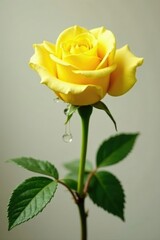 Single yellow rose with beaded water drops hanging from stem, stem, plant detail, botanical