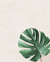 Obraz premium Large green monstera leaf against a soft neutral background creating a natural and calming atmosphere for design