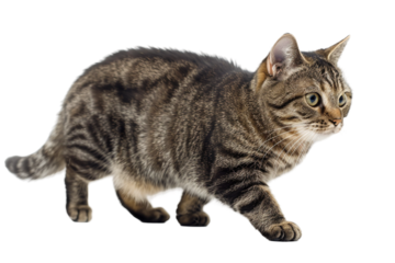Tailless Manx Cat Sitting Isolated on Transparent Background