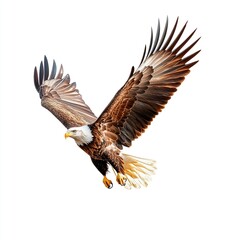 Obraz premium Majestic Eagle in Flight, soaring gracefully over a vast valley, showcasing intricate feather details against a clean white backdrop