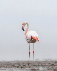 Fototapeta premium Elegant flamingo standing gracefully in shallow water, surrounded by a serene, misty landscape