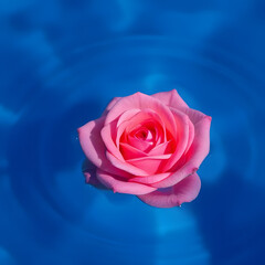 rose on blue background