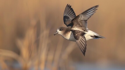 Fototapeta premium A graceful bird in mid-flight over a tranquil wetland at sunset, showcasing nature's beauty