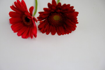 White paper invitation card mockup with envelope and flowers, mockup with copy space