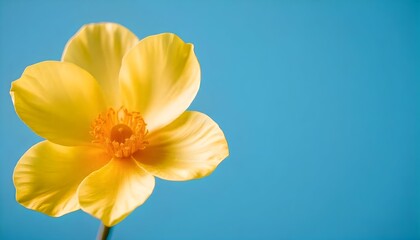 Naklejka premium Yellow Icelandic Poppy Bloom on Azure backdrop