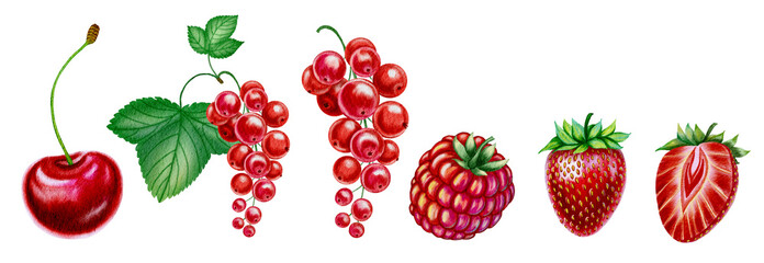 Set of red summer berries on isolated background cherry, raspberry, strawberry and red currant. Watercolor illustrations of ripe summer fruits hand drawn. For packaging and design.