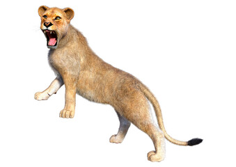 Obraz premium 3D Rendering Female Lion on White