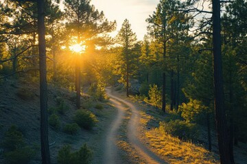 Obraz premium mountain biking family adventure at sunset, winding trail through pine forest with golden light filtering through trees