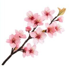 Graceful cherry blossom branch with fully bloomed pink flowers, isolated on white