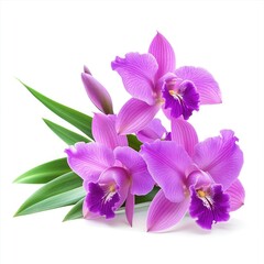 Obraz premium Graceful purple orchid with vivid petals and healthy green leaves, isolated on white