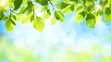Obraz premium Springtime Sunlight, Branch With Green Foliage, Natural Sunlight, Light Flare, Defocused Background
