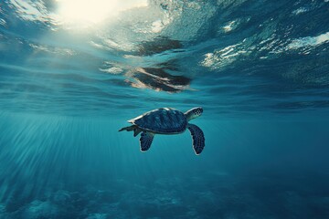 Olive Ridley Turtle Swimming Gracefully in Crystal Clear Ocean Water