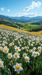Vibrant wildflower field with daffodils and tulips under a bright blue sky