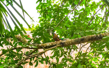 Fototapeta premium Blue turquoise cenote bird Mot Mot Momoto in Mexico.