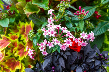 A vibrant floral arrangement featuring pink Pentas lanceolata, variegated coleus leaves, and contrasting dark foliage, showcasing a stunning botanical composition.