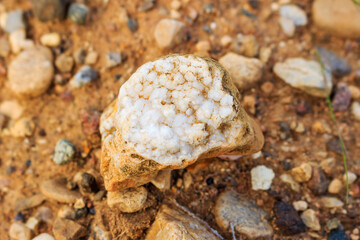 Stone with a druse of milky quartz lying on the ground, searching for stones and minerals in a quarry
