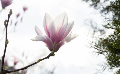 Fototapeta premium spring magnolia flower, natural delicate elegant flower, symbol of spring. magnolia, in the garden or park. flowering season, springtime.