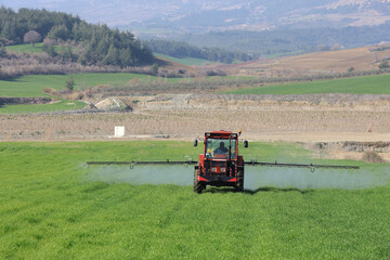 Fototapeta premium a farmer applying fungicide to protect the wheat crop from bunt disease