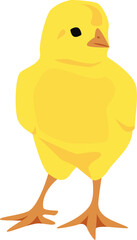 Standing yellow  little chicken. Vector illustration with transparent background.