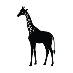 giraffe isolated on white background