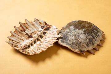 angle view chinese medicine of big pieces BieJia or Trionycis Carapax or Turtle Carapace at horizontal