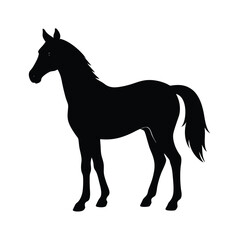 Obraz premium horse silhouette isolated on white