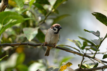 Sparrow on the branch 