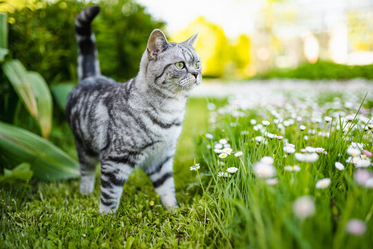 Young playful British shorthair silver tabby cat relaxing in the backyard. Gorgeous gray cat with yellow eyes having fun outdoors in a garden or a back yard.