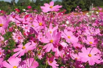 Beautiful pink cosmos flowers blooming in natural landscapes