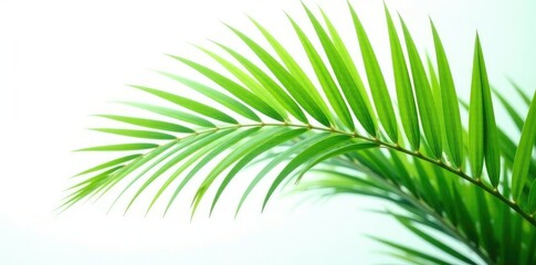 Obraz premium Palm frond with delicate details on a white background, isolated, nature photography