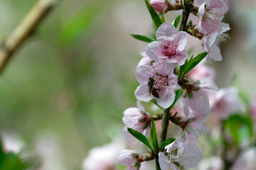 Peach flower and bee
