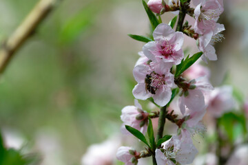 Peach flower and bee